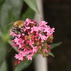 Amegilla (Zonamegilla) asserta at Calwell, ACT - 9 Jan 2020