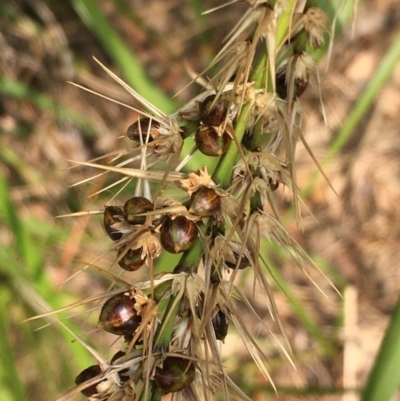 Lomandra longifolia (Spiny-headed Mat-rush, Honey Reed) at Yass River, NSW - 8 Jan 2020 by JaneR