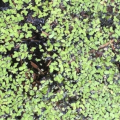 Lemna disperma (Common Duck-weed) at Yass River, NSW - 8 Jan 2020 by JaneR