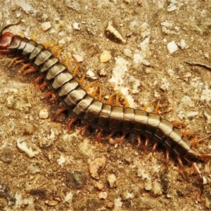 Cormocephalus aurantiipes at Wanniassa, ACT - 8 Jan 2020