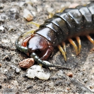 Cormocephalus aurantiipes at Wanniassa, ACT - 8 Jan 2020