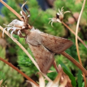 Australothis rubrescens at Wanniassa, ACT - 8 Jan 2020