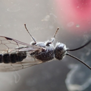 Tiphiidae (family) at Spence, ACT - 9 Jan 2020