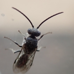 Tiphiidae (family) at Spence, ACT - 9 Jan 2020