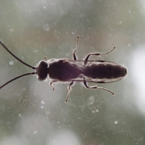 Tiphiidae (family) at Spence, ACT - 9 Jan 2020