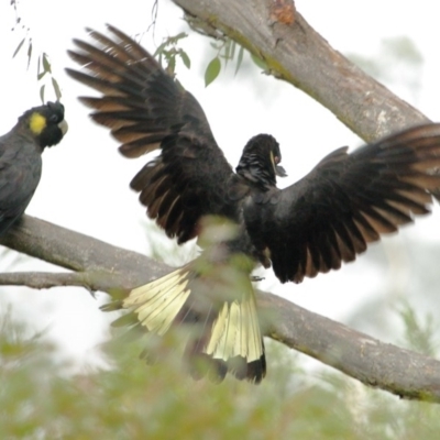 Zanda funerea (Yellow-tailed Black-Cockatoo) at Penrose, NSW - 8 Jan 2020 by Snowflake