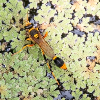Sceliphron laetum (Common mud dauber wasp) at Chapman, ACT - 8 Jan 2020 by SWishart