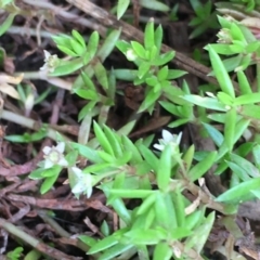 Crassula helmsii (Swamp Stonecrop) at Yass River, NSW - 8 Jan 2020 by JaneR