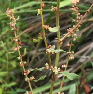 Rumex conglomeratus at Yass River, NSW - 8 Jan 2020 05:38 PM