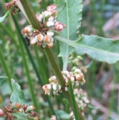 Rumex conglomeratus at Yass River, NSW - 8 Jan 2020 05:38 PM