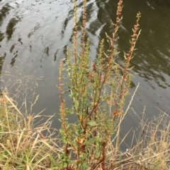 Rumex conglomeratus at Yass River, NSW - 8 Jan 2020 05:38 PM