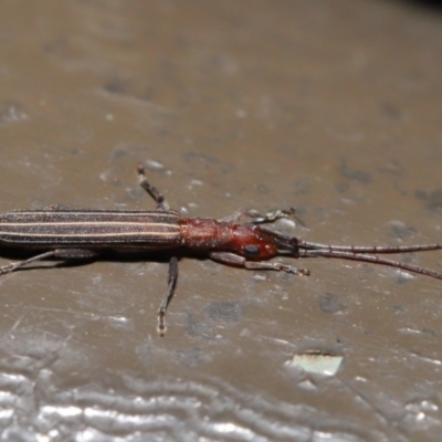 Syllitus microps (Longicorn or Longhorn beetle) at Acton, ACT - 26 Nov 2019 by TimL