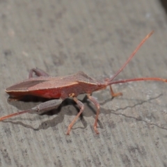 Amorbus sp. (genus) (Eucalyptus Tip bug) at ANBG - 26 Nov 2019 by TimL