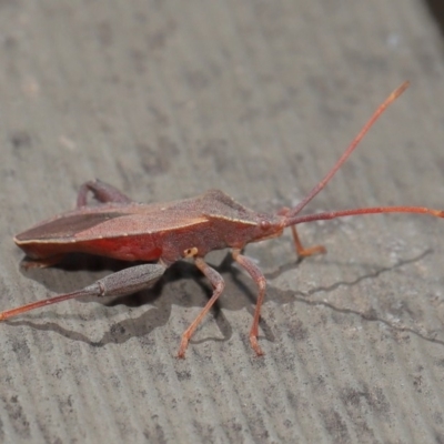 Amorbus sp. (genus) (Eucalyptus Tip bug) at Hackett, ACT - 26 Nov 2019 by TimL