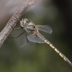 Hemicordulia tau (Tau Emerald) at ANBG - 26 Nov 2019 by TimL