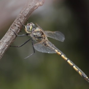 Hemicordulia tau at Acton, ACT - 26 Nov 2019