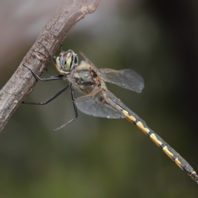 Hemicordulia tau (Tau Emerald) at ANBG - 26 Nov 2019 by TimL