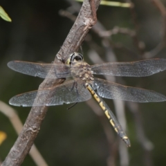 Hemicordulia tau at Acton, ACT - 26 Nov 2019