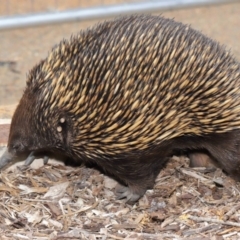 Tachyglossus aculeatus (Short-beaked Echidna) at Acton, ACT - 26 Nov 2019 by TimL