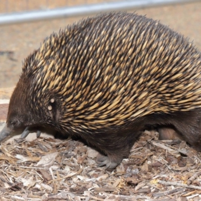 Tachyglossus aculeatus (Short-beaked Echidna) at Acton, ACT - 26 Nov 2019 by TimL