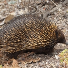 Tachyglossus aculeatus at Acton, ACT - 26 Nov 2019