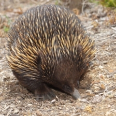 Tachyglossus aculeatus at Acton, ACT - 26 Nov 2019