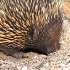 Tachyglossus aculeatus at Acton, ACT - 26 Nov 2019