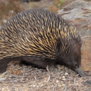 Tachyglossus aculeatus at Acton, ACT - 26 Nov 2019