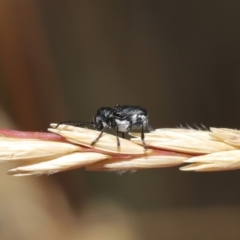 Aporocera (Aporocera) scabrosa (Leaf beetle) at Hackett, ACT - 1 Dec 2019 by TimL