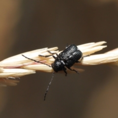 Aporocera (Aporocera) scabrosa at Hackett, ACT - 2 Dec 2019 10:36 AM