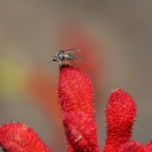 Geron sp. (genus) at Hackett, ACT - 3 Dec 2019