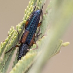 Brachytria jugosa (Jugosa longhorn beetle) at Dunlop, ACT - 8 Jan 2020 by AlisonMilton