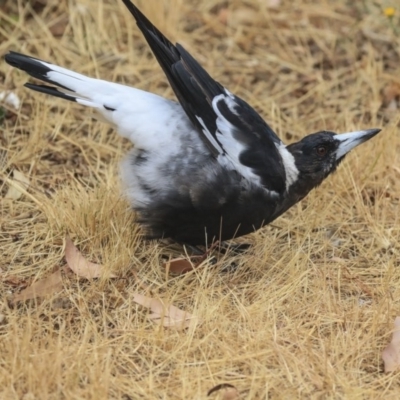 Gymnorhina tibicen (Australian Magpie) at Hawker, ACT - 8 Jan 2020 by Alison Milton