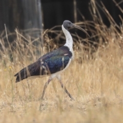 Threskiornis spinicollis (Straw-necked Ibis) at Hawker, ACT - 8 Jan 2020 by Alison Milton