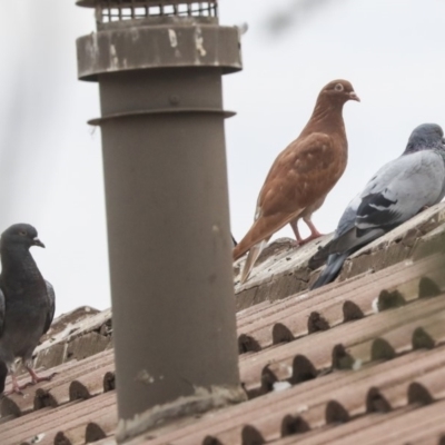 Columba livia (Rock Dove (Feral Pigeon)) at Weetangera, ACT - 9 Jan 2020 by AlisonMilton