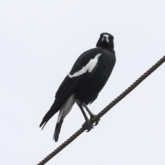 Gymnorhina tibicen (Australian Magpie) at Weetangera, ACT - 9 Jan 2020 by Alison Milton