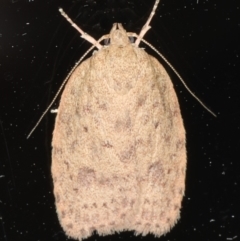 Garrha repandula (a Concealer Moth) at Ainslie, ACT - 30 Dec 2019 by jb2602