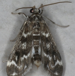 Hygraula nitens at Ainslie, ACT - 30 Dec 2019