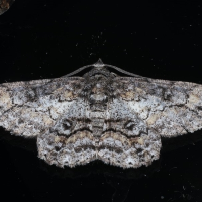 Cleora displicata (A Cleora Bark Moth) at Ainslie, ACT - 30 Dec 2019 by jbromilow50