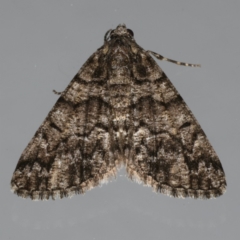 Lipogya exprimataria (Jagged Bark Moth) at Ainslie, ACT - 30 Dec 2019 by jbromilow50