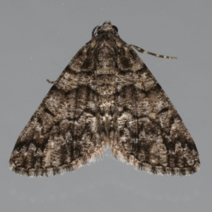 Lipogya exprimataria at Ainslie, ACT - 30 Dec 2019