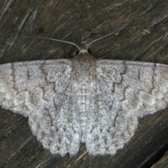 Crypsiphona ocultaria (Red-lined Looper Moth) at Ainslie, ACT - 30 Dec 2019 by jb2602