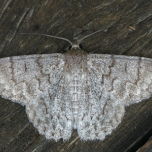 Crypsiphona ocultaria at Ainslie, ACT - 30 Dec 2019 10:16 PM