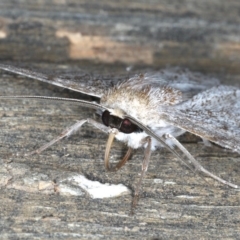 Crypsiphona ocultaria at Ainslie, ACT - 30 Dec 2019