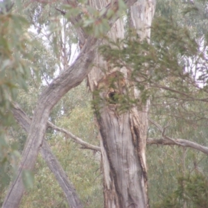 Callocephalon fimbriatum at Ainslie, ACT - suppressed