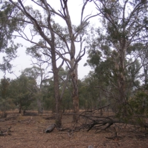 Callocephalon fimbriatum at Ainslie, ACT - suppressed