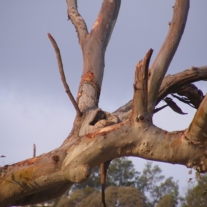 Callocephalon fimbriatum at Garran, ACT - suppressed