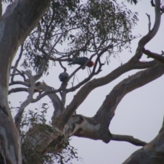 Callocephalon fimbriatum (Gang-gang Cockatoo) at Federal Golf Course - 9 Jan 2020 by MichaelMulvaney