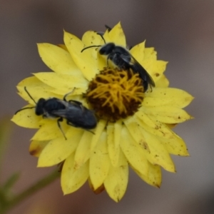 Lasioglossum (Chilalictus) lanarium at Weston, ACT - 9 Jan 2020 06:34 PM