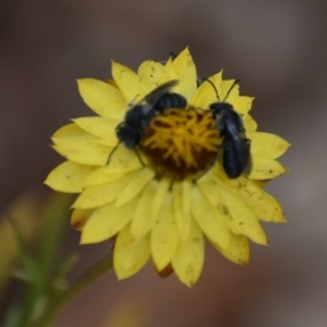 Lasioglossum (Chilalictus) lanarium at Weston, ACT - 9 Jan 2020